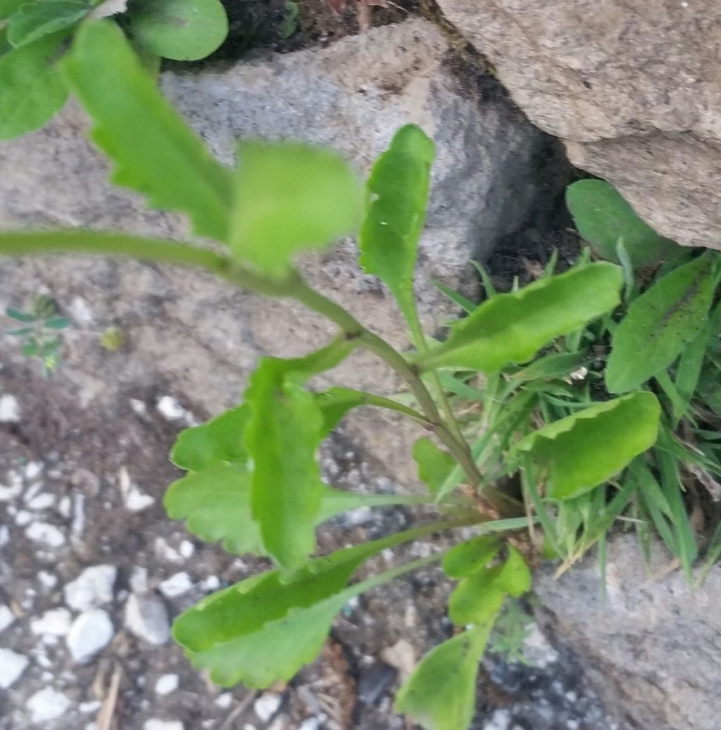 Anthemis. ...no, Leucanthemum sp.